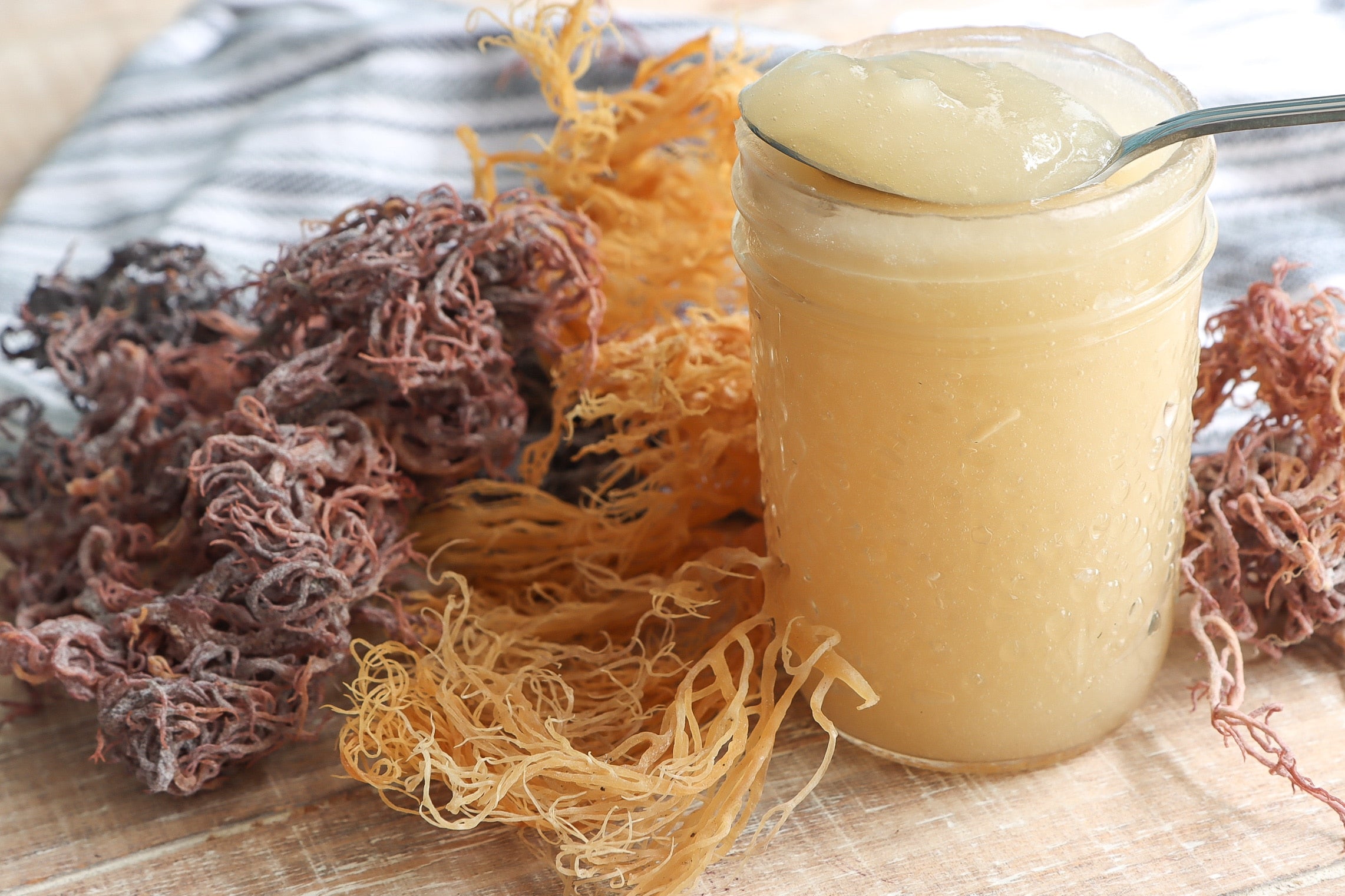 Atlantic Gold Sea Moss  Premium Irish Sea Moss Gold