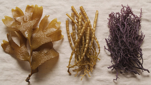 Three types of dried sea moss compared side by side on linen