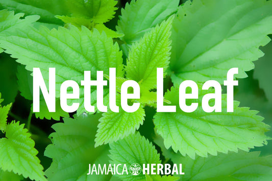Benefits of Nettle Leaf
