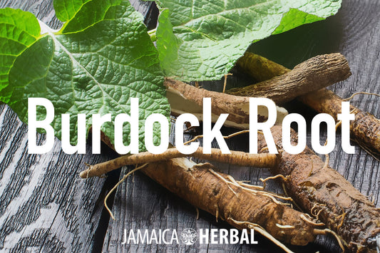 Burdock Root Health Benefits