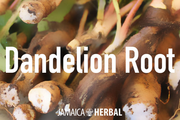 Dandelion Root Tea Benefits, Preparation, Consumption and Side Effects