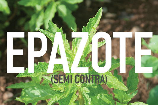 Epazote (Semi Contra) Herb Benefits