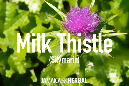 7 Milk Thistle Tea Benefits that truly elevate your health