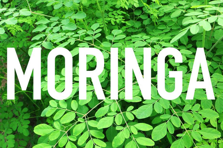 Moringa Health Benefits