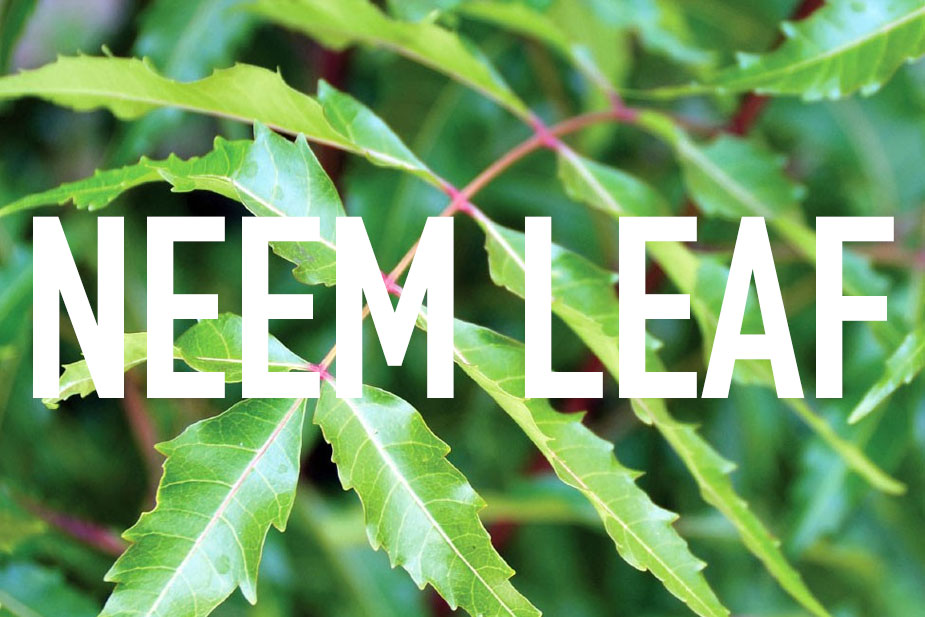 Neem leaf benefits and uses